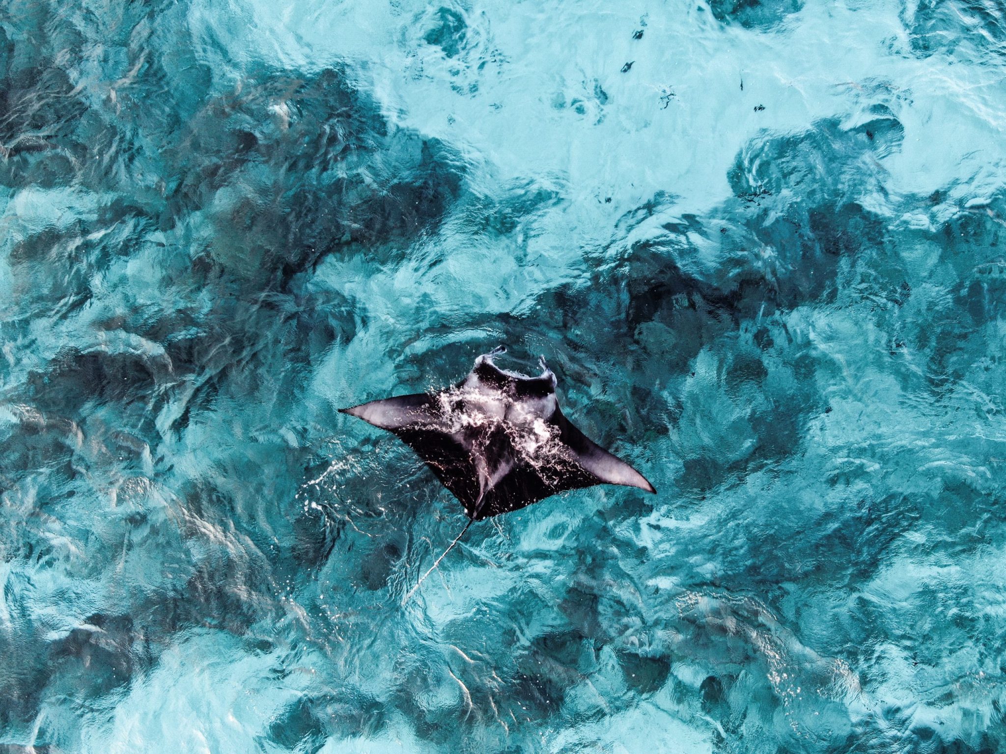 Swimming With Manta Rays On Big Island Hawaii Resist The Mundane