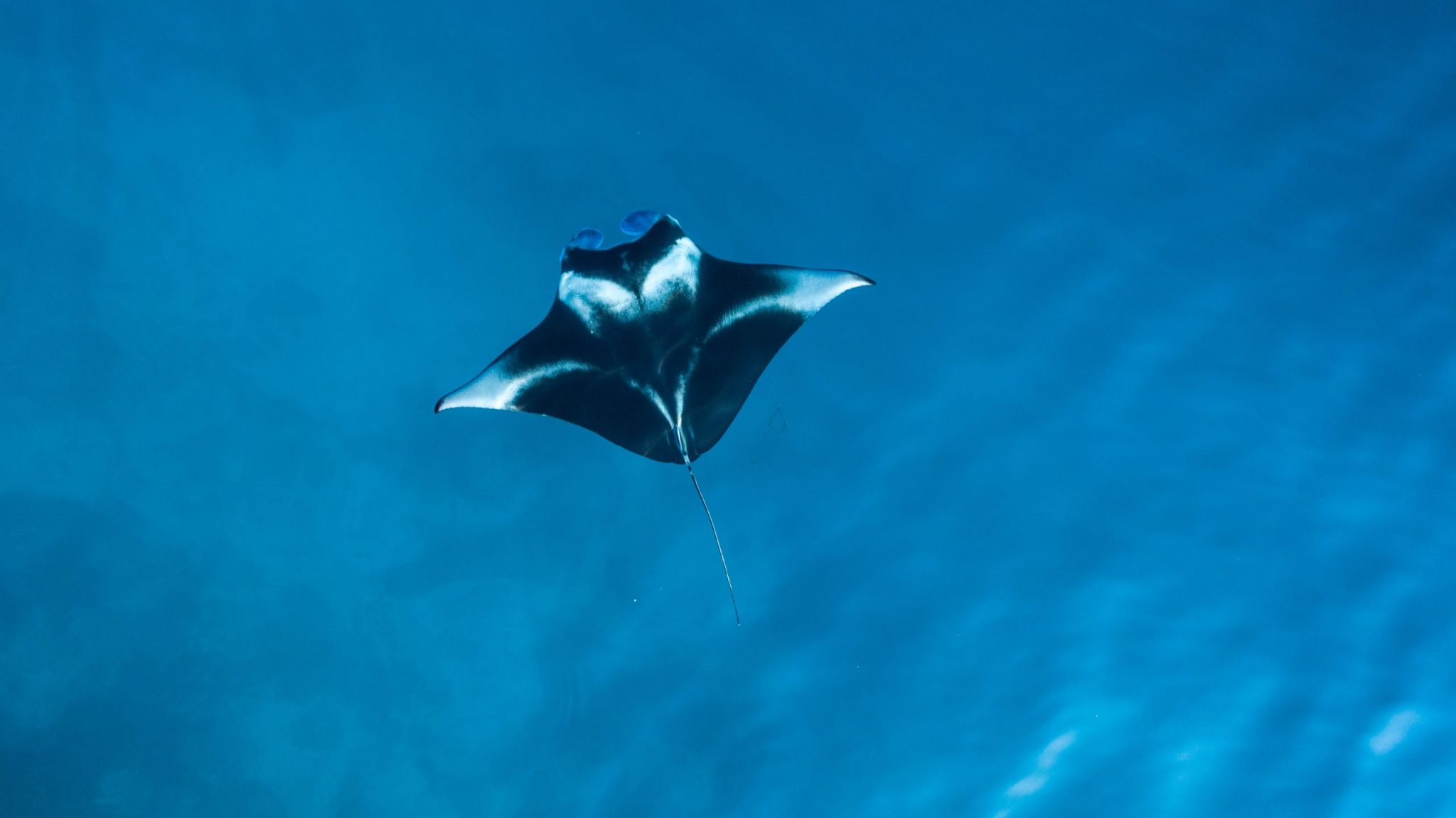 big island diving manta rays