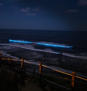 Visit a Bioluminescence Beach in Southern California – Resist the Mundane